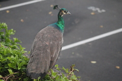 Pavo cristatus × muticus