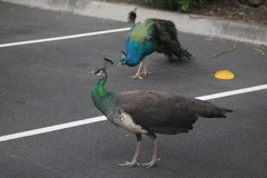 Pavo cristatus × muticus