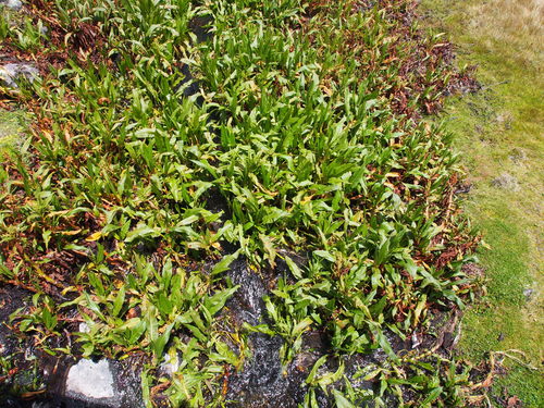 Rumex tolimensis, photograph 5