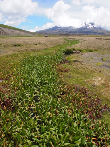 Rumex tolimensis, photograph 6