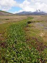 Rumex tolimensis, photograph (c) Lena Struwe, some rights reserved (CC BY-SA)