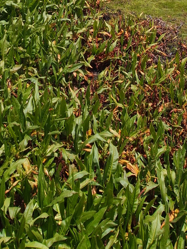 Rumex tolimensis, photograph 4