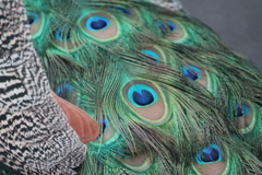 Pavo cristatus × muticus