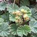 Alchemilla orbiculata - Photo no rights reserved, uploaded by Andrew J. Crawford