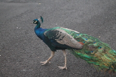 Pavo cristatus × muticus