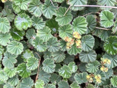 Alchemilla orbiculata