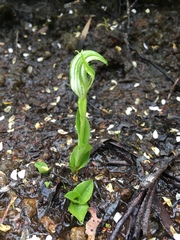 Pterostylis dubia