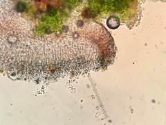 Bacidia circumspecta