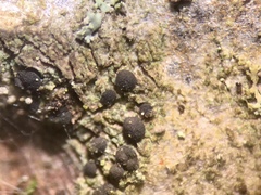 Bacidia circumspecta