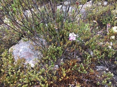 Euphrasia collina