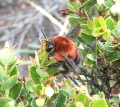 Bombus rubicundus