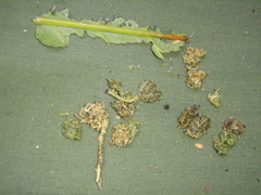 Anthocleista grandiflora