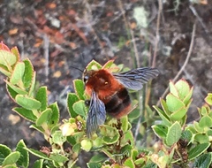Bombus rubicundus