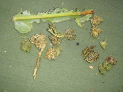 Anthocleista grandiflora