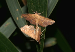 Cerynea punctilinealis