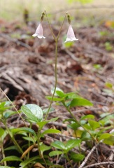Linnaea borealis longiflora