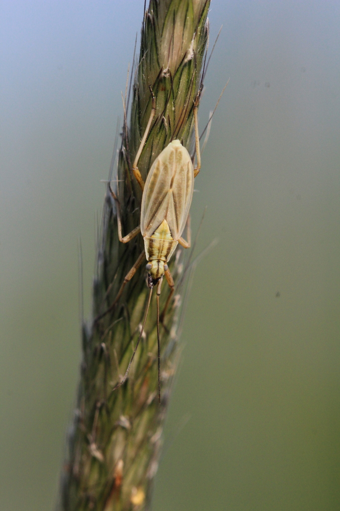 Acetropis