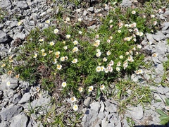 Erigeron hyssopifolius