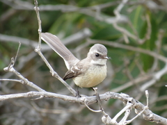 Rhipidura phasiana