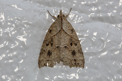 Olulis puncticinctalis