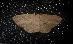 Cyclophora turneri