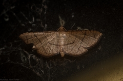 Hypolamprus ypsilon