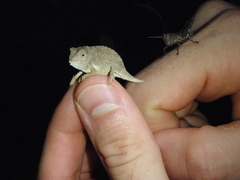 Rieppeleon brevicaudatus