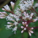Eupatorium formosanum - Photo (c) Kuan-Chieh (Chuck) Hung, some rights reserved (CC BY-NC-SA), uploaded by Kuan-Chieh (Chuck) Hung