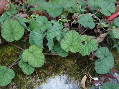 Rubus pectinellus