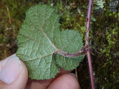 Rubus pectinellus