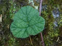 Rubus pectinellus