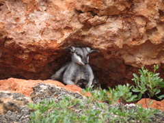 Petrogale lateralis