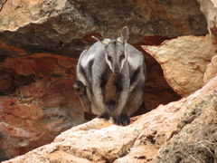 Petrogale lateralis