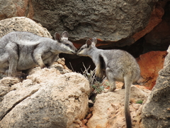 Petrogale lateralis