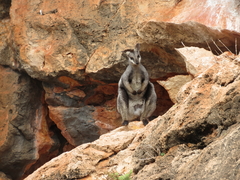 Petrogale lateralis