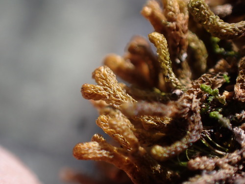Image of Tetralophozia setiformis by no rights reserved