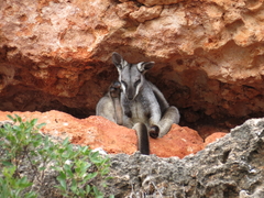 Petrogale lateralis