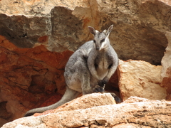 Petrogale lateralis