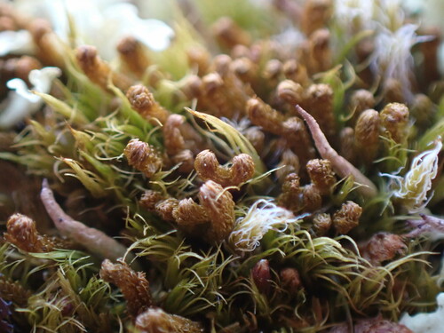 Image of Tetralophozia setiformis by no rights reserved