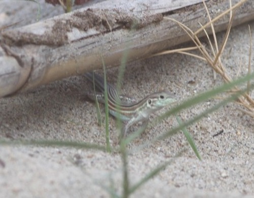 Huico siete líneas (Aspidoscelis deppii)