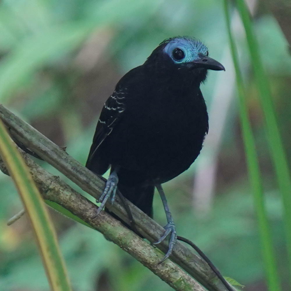 Bare-crowned Antbird illustration