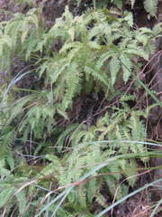 Dicranopteris