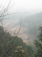 Dicranopteris