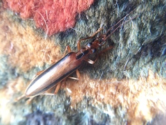 Thelyphassa lineata