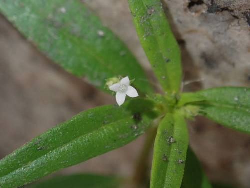 Oldenlandia corymbosa