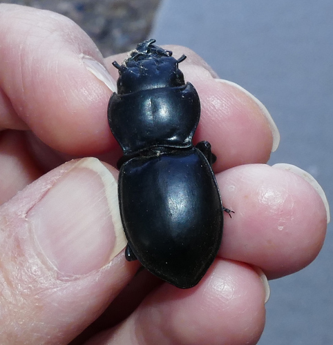 California Warrior Beetle photo 3