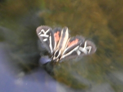 Apantesis williamsii