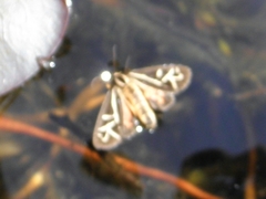 Apantesis williamsii