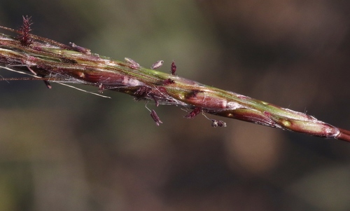 Bothriochloa macra