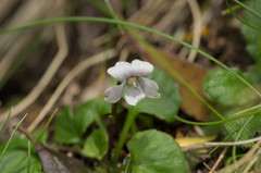 Viola curtisiae